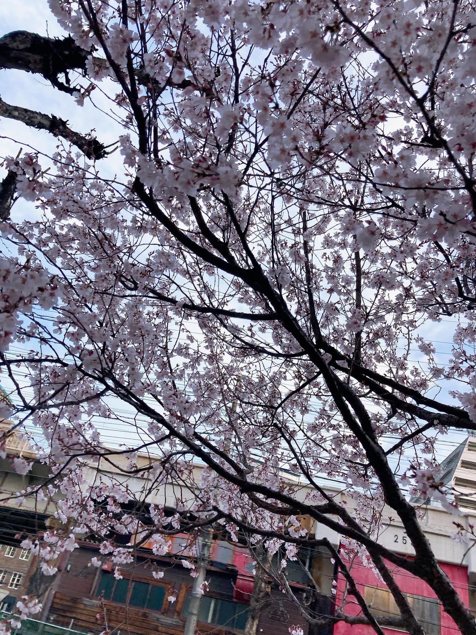 アーモンド桜